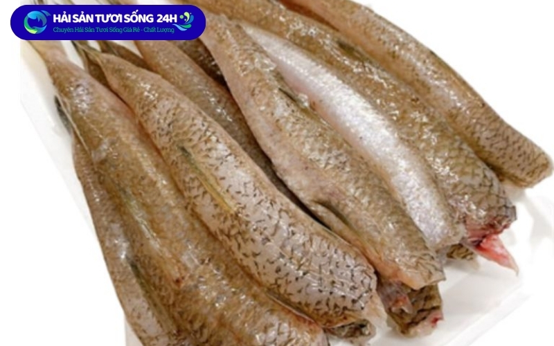 Mua cá mối ở đâu giá tốt