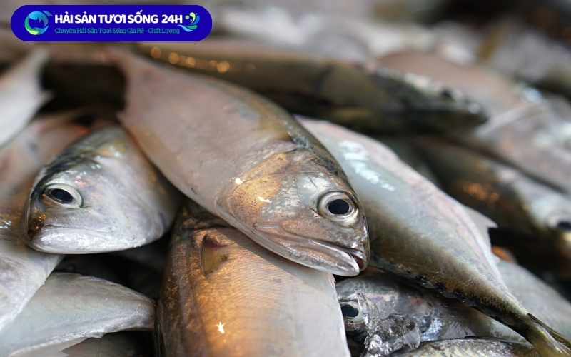 Vì sao giá cá nục bạc má chênh lệch