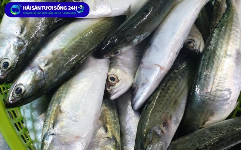 Cá nục bạc má tươi
