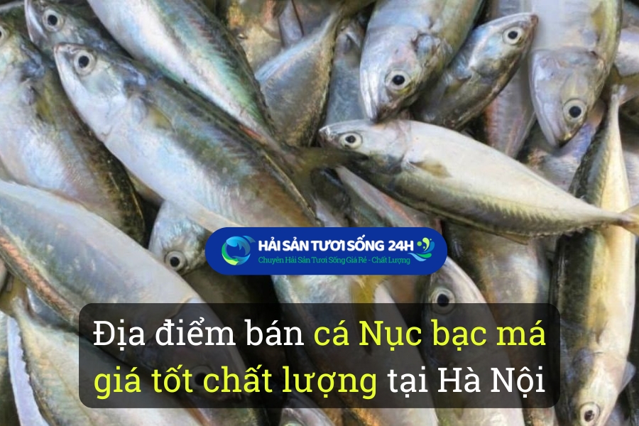 Địa điểm bán cá Nục bạc má giá tốt chất lượng tại Hà Nội