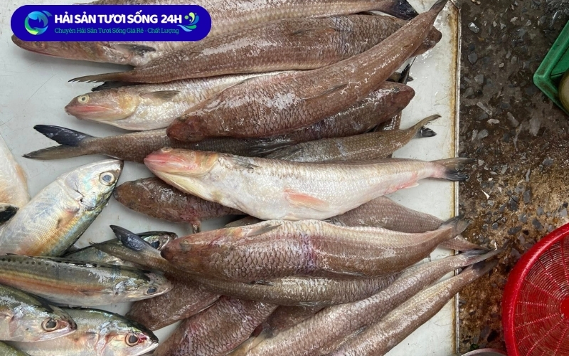 Cá Mối bao nhiêu 1kg? Cập nhật giá cá mối mới nhất 2026 2 Bảng Giá Cá Mối Mới Nhất 2026