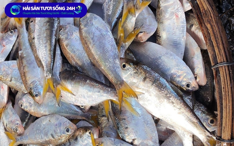 Mẹo sơ chế Cá Mòi không tanh - Ai cũng làm được 3 Chọn cá mòi tươi