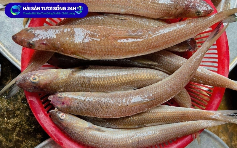 Cá Mối bao nhiêu 1kg? Cập nhật giá cá mối mới nhất 2026 3 Giá cá mối tươi