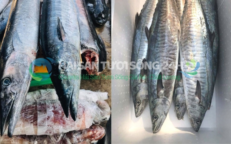 Địa điểm mua cá Thu giá rẻ - Chất lượng tại Hà Nội 4 Kinh Nghiệm Chọn Mua Cá Thu Ngon