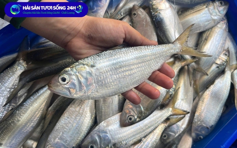 Mẹo sơ chế Cá Mòi không tanh - Ai cũng làm được 2 Tại sao cá mòi lại có mùi tanh