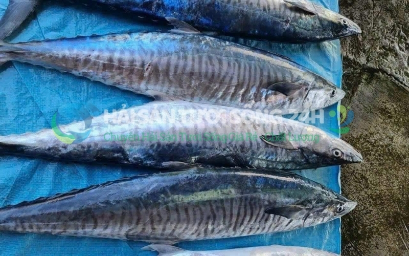 Địa điểm mua cá Thu giá rẻ - Chất lượng tại Hà Nội 3 Top Địa Điểm Mua Cá Thu Giá Rẻ Chất Lượng Tại Hà Nội
