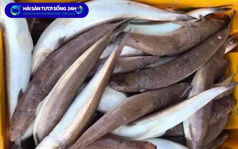 Cá Mối bao nhiêu 1kg? Cập nhật giá cá mối mới nhất 2026 5 Yếu tố ảnh hưởng đến giá cá Mối