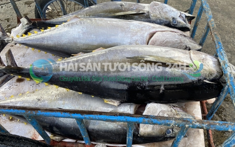Cá Ngừ là cá gì? Bao nhiêu 1kg và Địa điểm mua cá Ngừ giá tốt 2 Cá ngừ là cá gì?