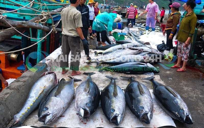 Cá Ngừ là cá gì? Bao nhiêu 1kg và Địa điểm mua cá Ngừ giá tốt 5 Cách chọn cá ngừ tươi ngon khi mua