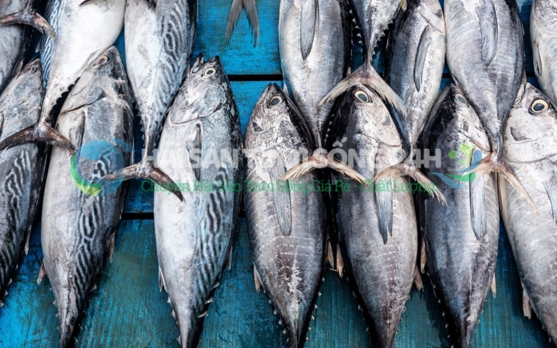 Cá Ngừ là cá gì? Bao nhiêu 1kg và Địa điểm mua cá Ngừ giá tốt 4 Địa điểm mua cá ngừ giá tốt
