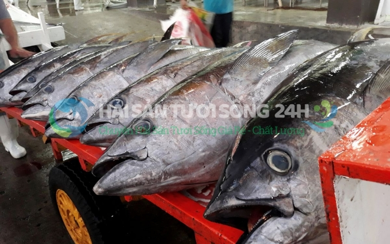 Cá Ngừ là cá gì? Bao nhiêu 1kg và Địa điểm mua cá Ngừ giá tốt 3 Giá cá ngừ hiện nay bao nhiêu?