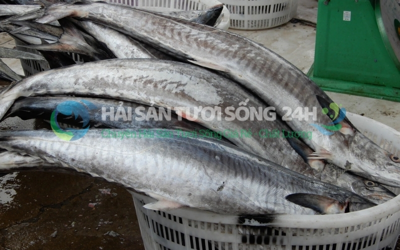 Top 5 cách kho cá Thu đậm đà, thịt săn chắc, không tanh dễ làm tại nhà 8 Địa điểm mua cá Thu giá rẻ chất lượng